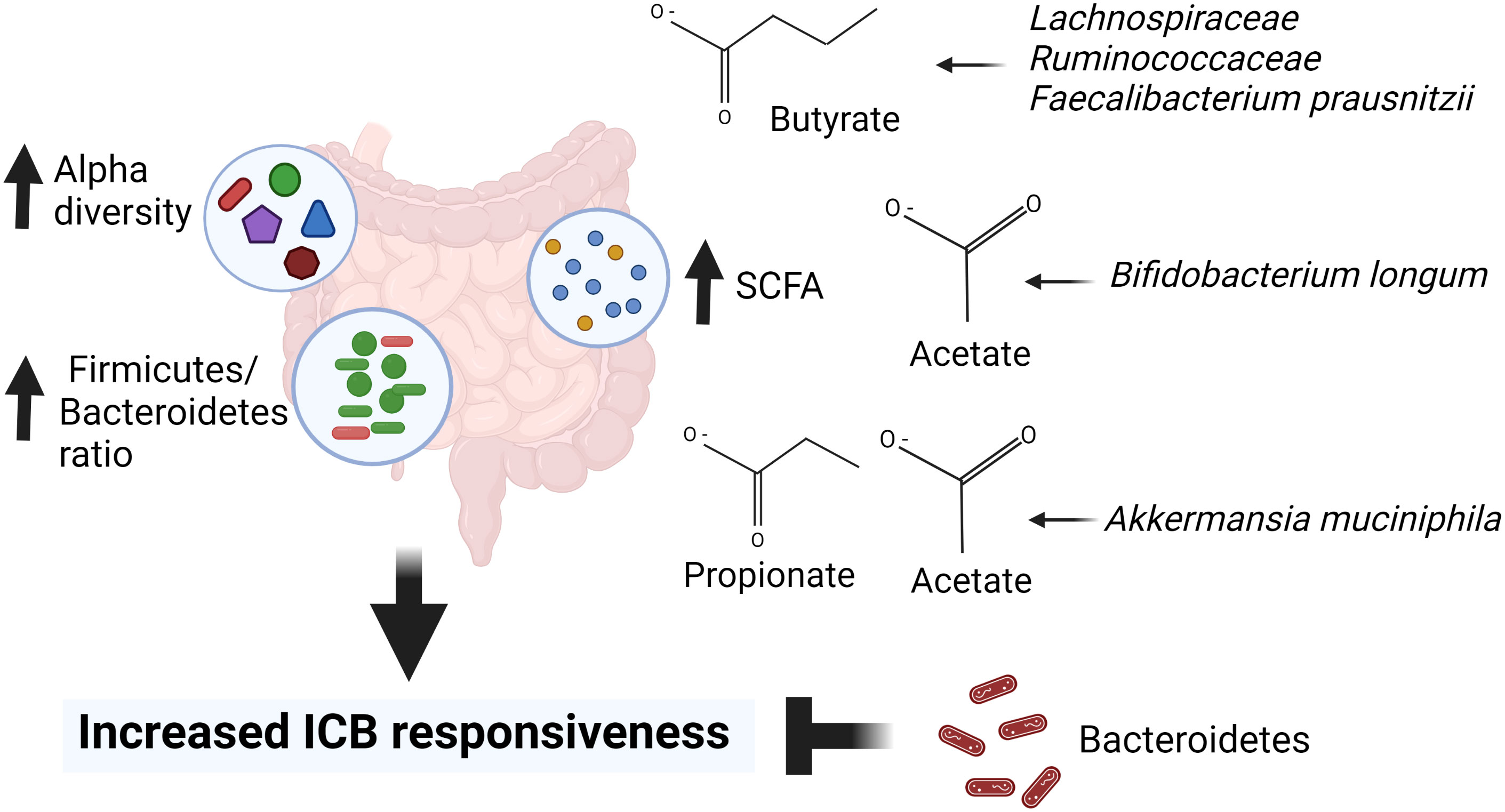 Frontiers Foods may modify responsiveness to cancer immune checkpoint blockers by altering both the gut microbiota and activation of estrogen receptors in immune cells