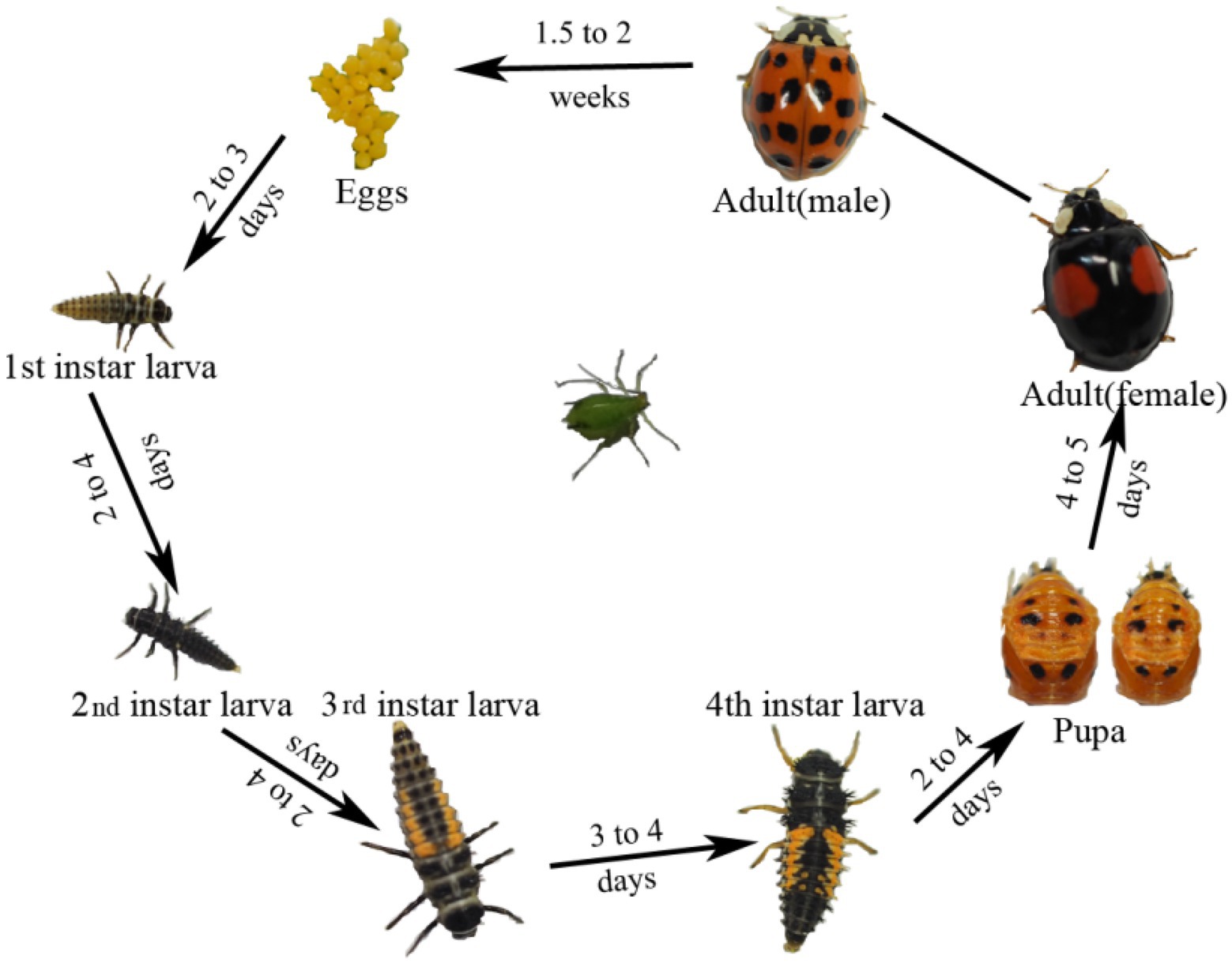 Ladybug Life Cycle, Identify Immature Lady Beetles