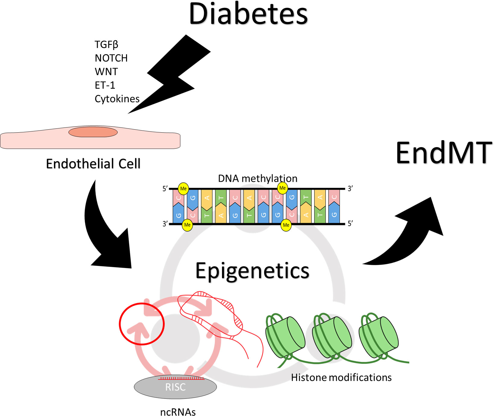 Frontiers | Endothelial-to-mesenchymal transition: An underappreciated ...