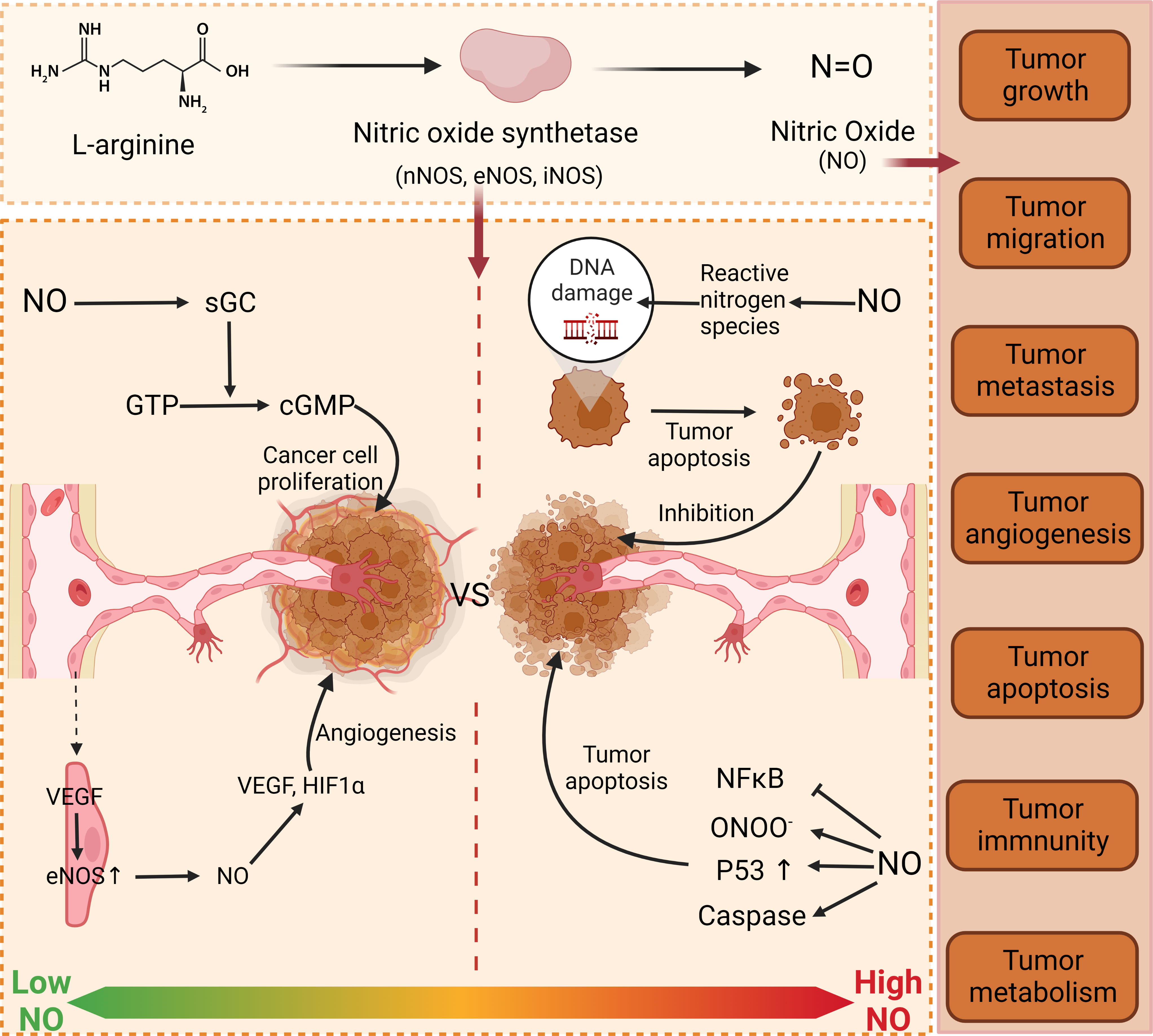 Figure 6 from Nitric oxide and peroxynitrite in health and disease.