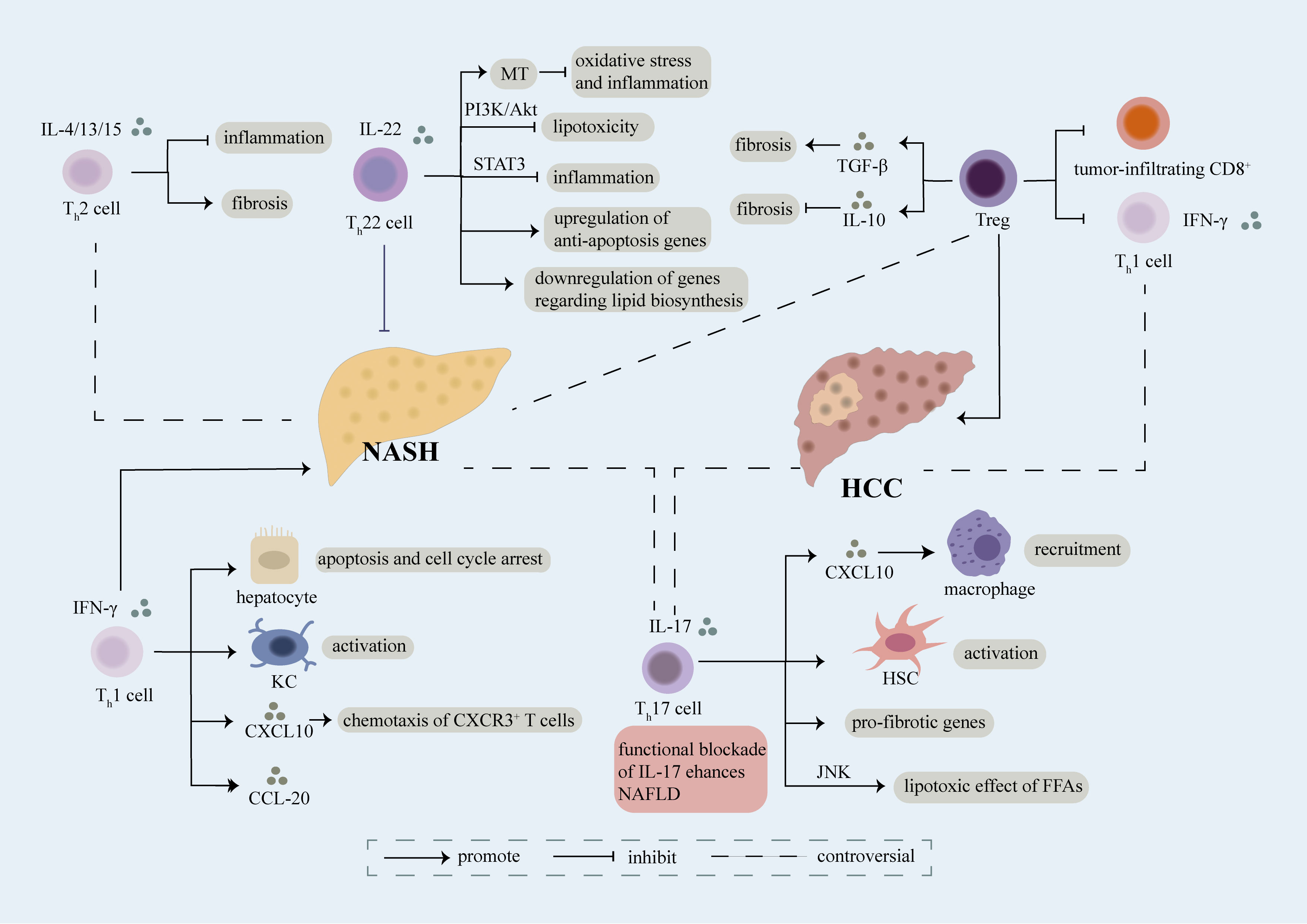 Frontiers | Crucial role of T cells in NAFLD-related disease: A 