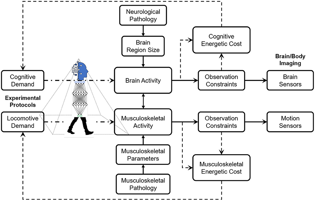 PDF) Diurnal oscillations of MRI metrics in the brains of male participants