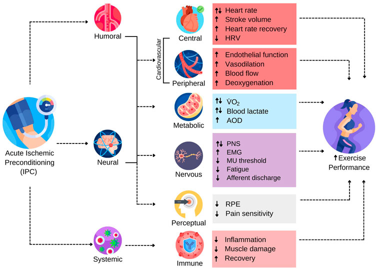 Frontiers  Electrical Stimulation of Acute Fractures: A Narrative