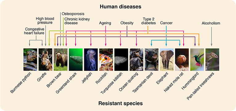 Figure 1 - Certain animal species have evolved to be resistant to various diseases or disorders that commonly affect humans.