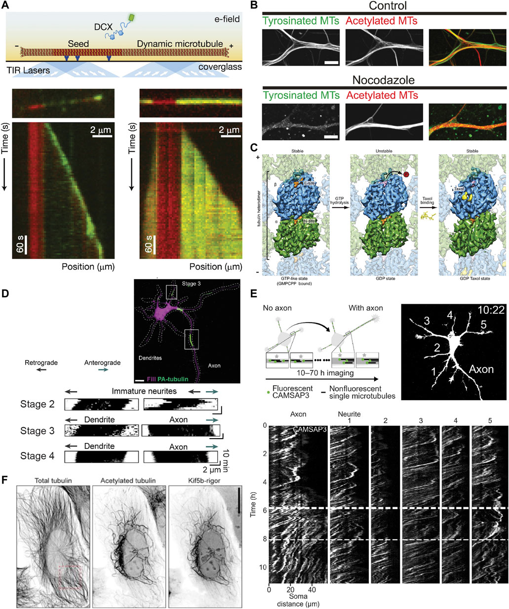 Effects of three microtubule-associated proteins (MAP2, MAP4, and Tau) on  microtubules' physical properties and neurite morphology