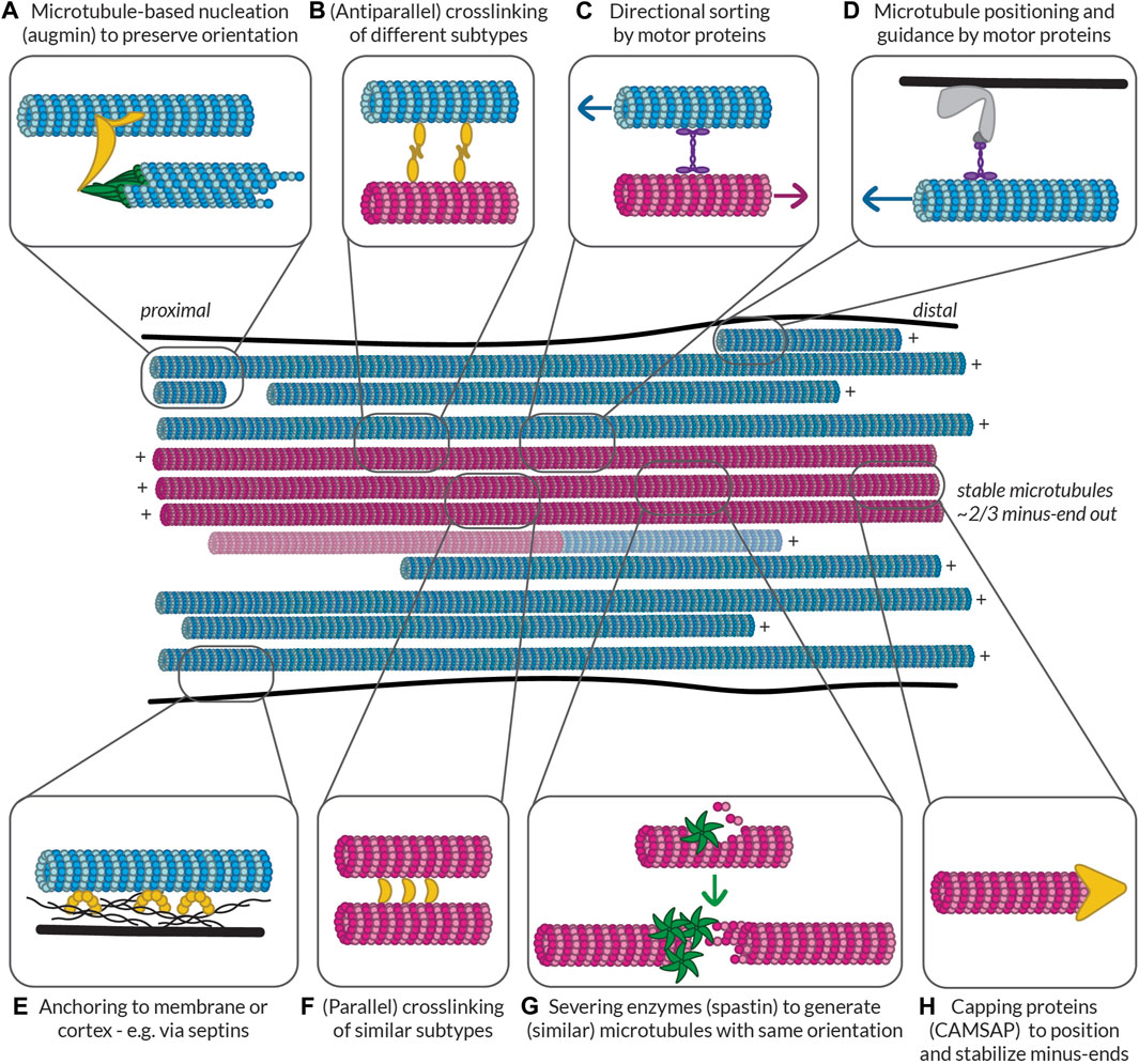 Effects of three microtubule-associated proteins (MAP2, MAP4, and Tau) on microtubules' physical properties and neurite morphology