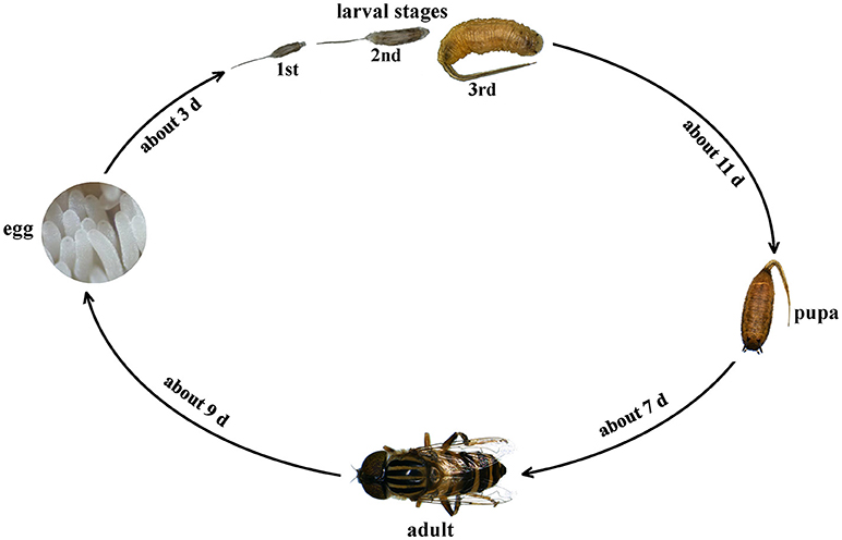 Hover flies - The Australian Museum