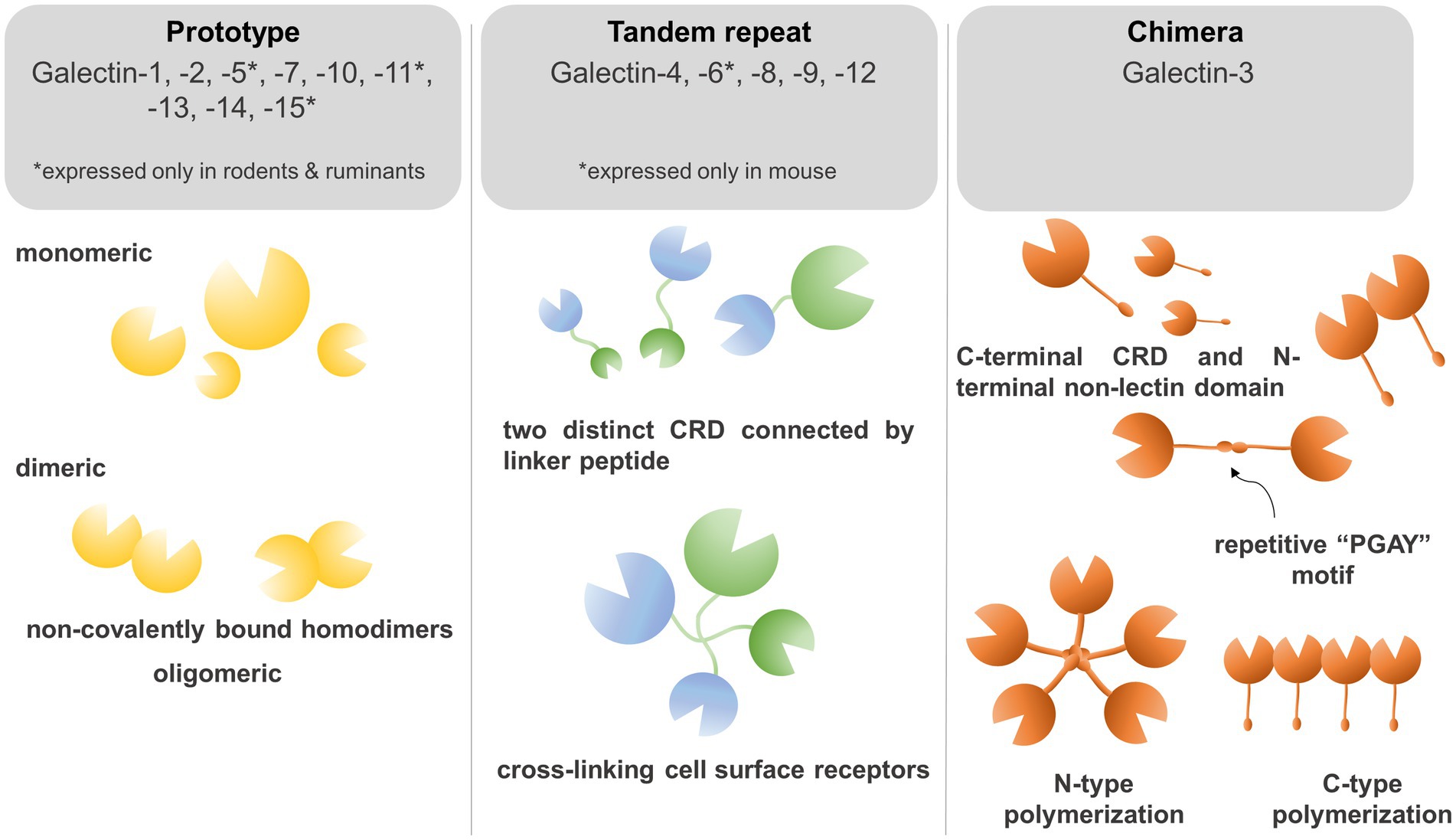 Frontiers Galectin functions in cancer-associated inflammation and thrombosis