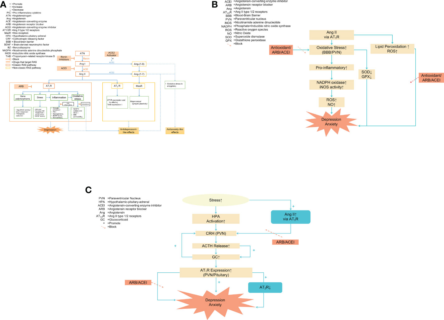 Frontiers | Renin-angiotensin system: The underlying mechanisms 