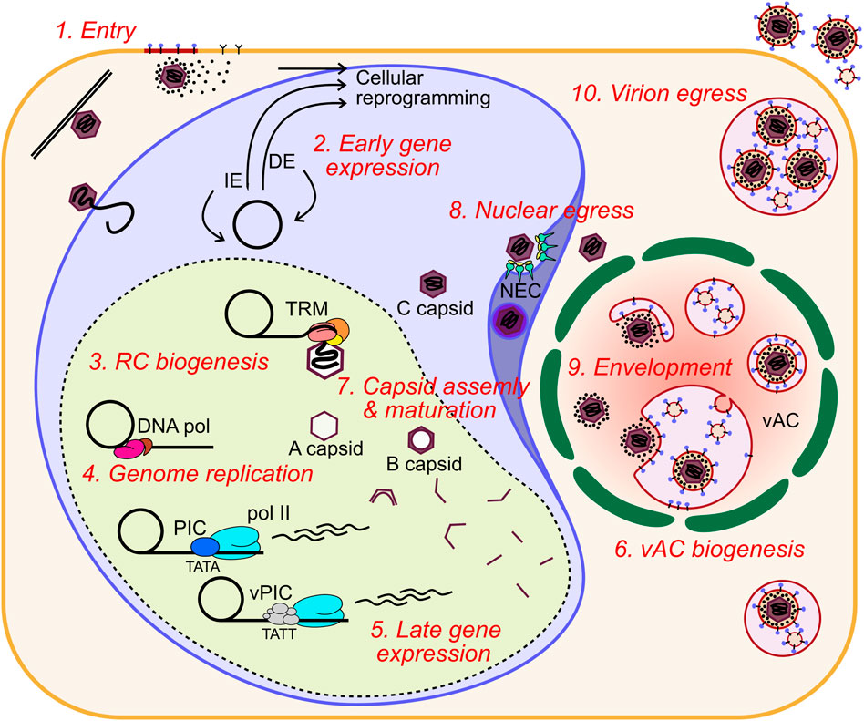 Interaction of HCMV capsid proteins SCP and MCP with the core NEC