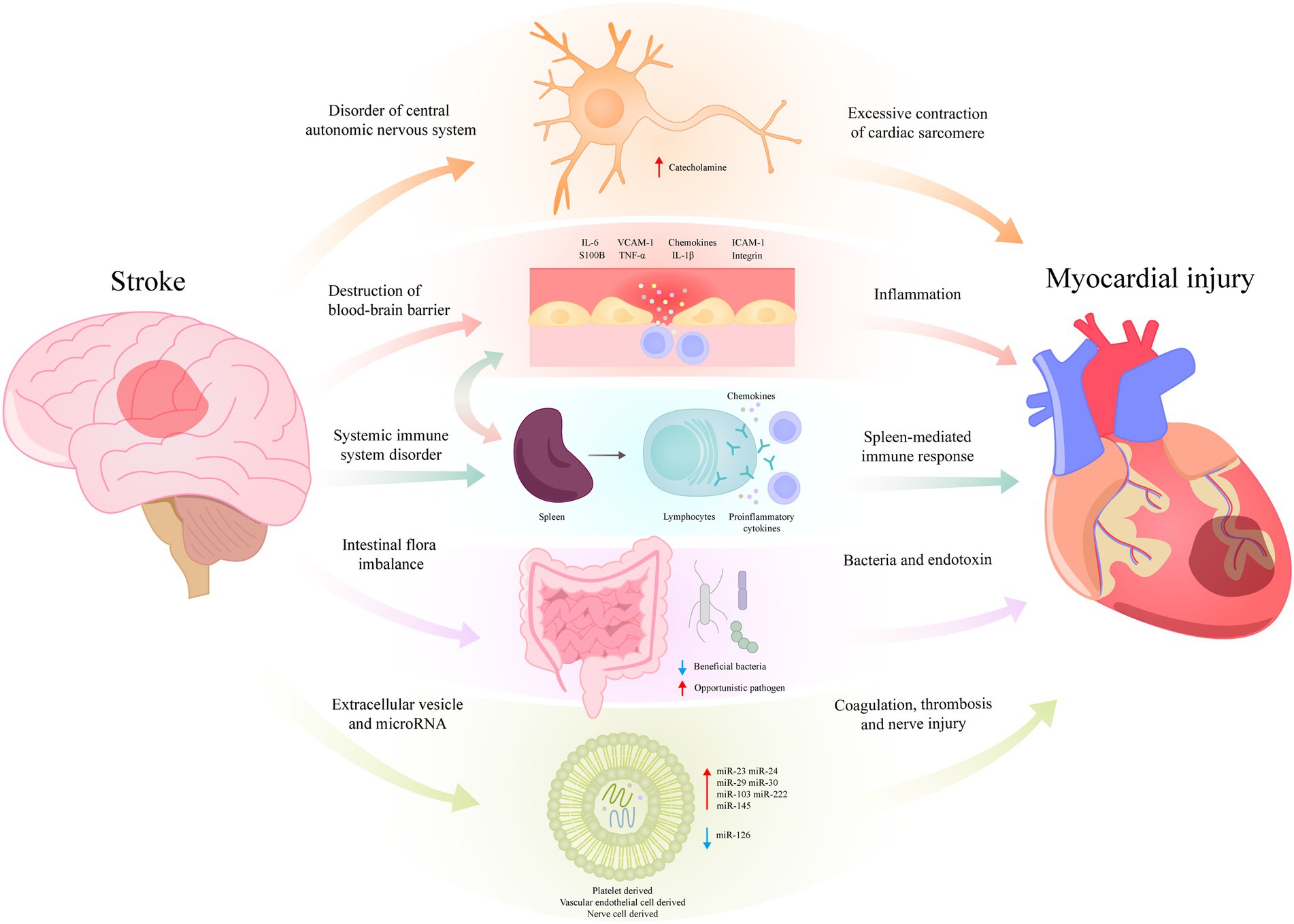 The Difference Between Arterial and Venous Disorders in Your Legs:  Chinatown Cardiology: Cardiologists