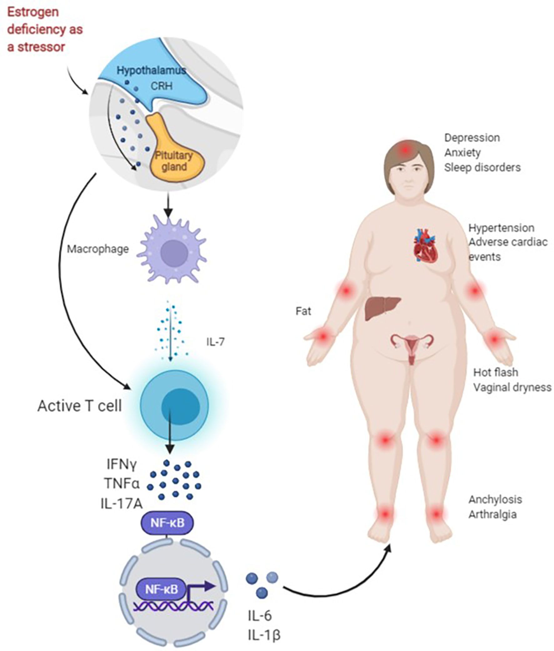 Anatomical diagram of the normal breast showing the distribution of