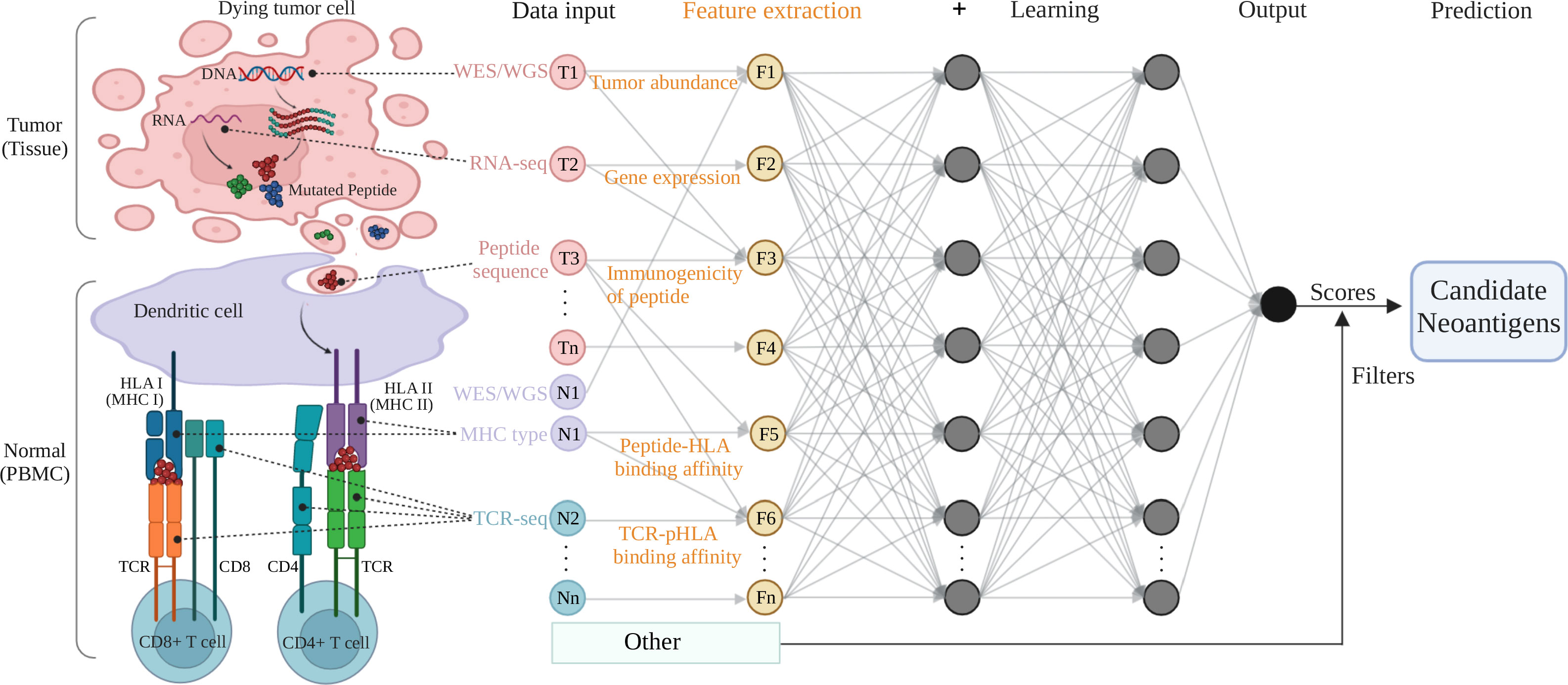 Frontiers  Artificial intelligence applied in neoantigen identification  facilitates personalized cancer immunotherapy