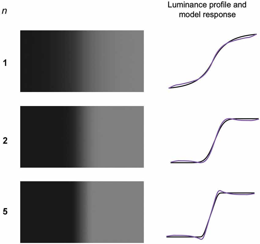 Frontiers | Mach bands explained by response normalization