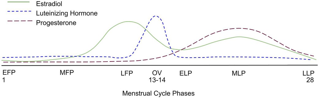 Menstrual Cycle - A Reproductive Phase In Humans