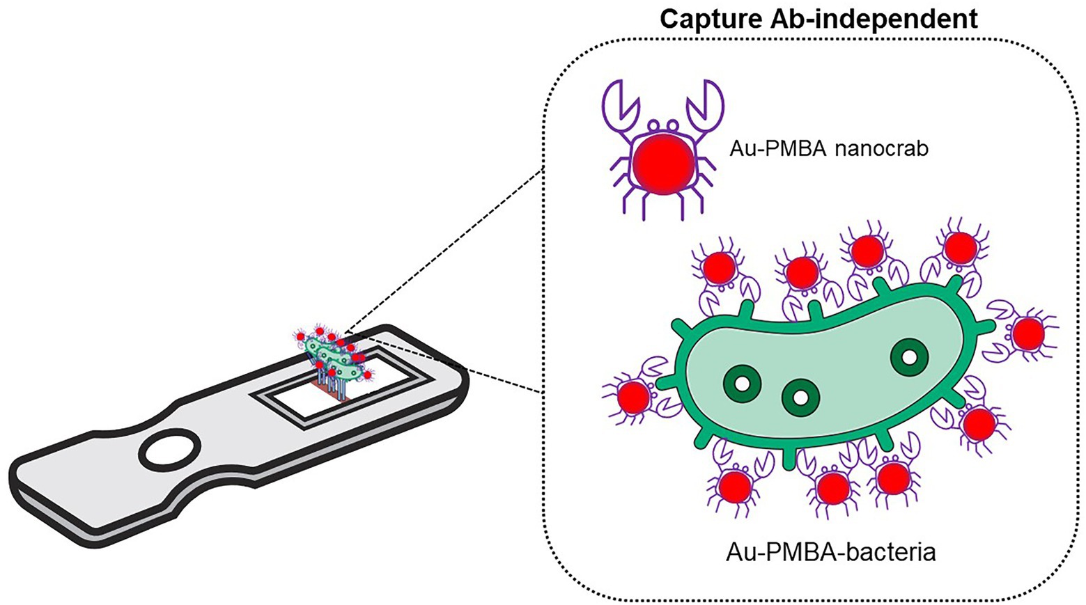 Commercially available rapid diagnostic tests for the detection of high  priority pathogens: status and challenges - Analyst (RSC Publishing)  DOI:10.1039/D0AN02286A