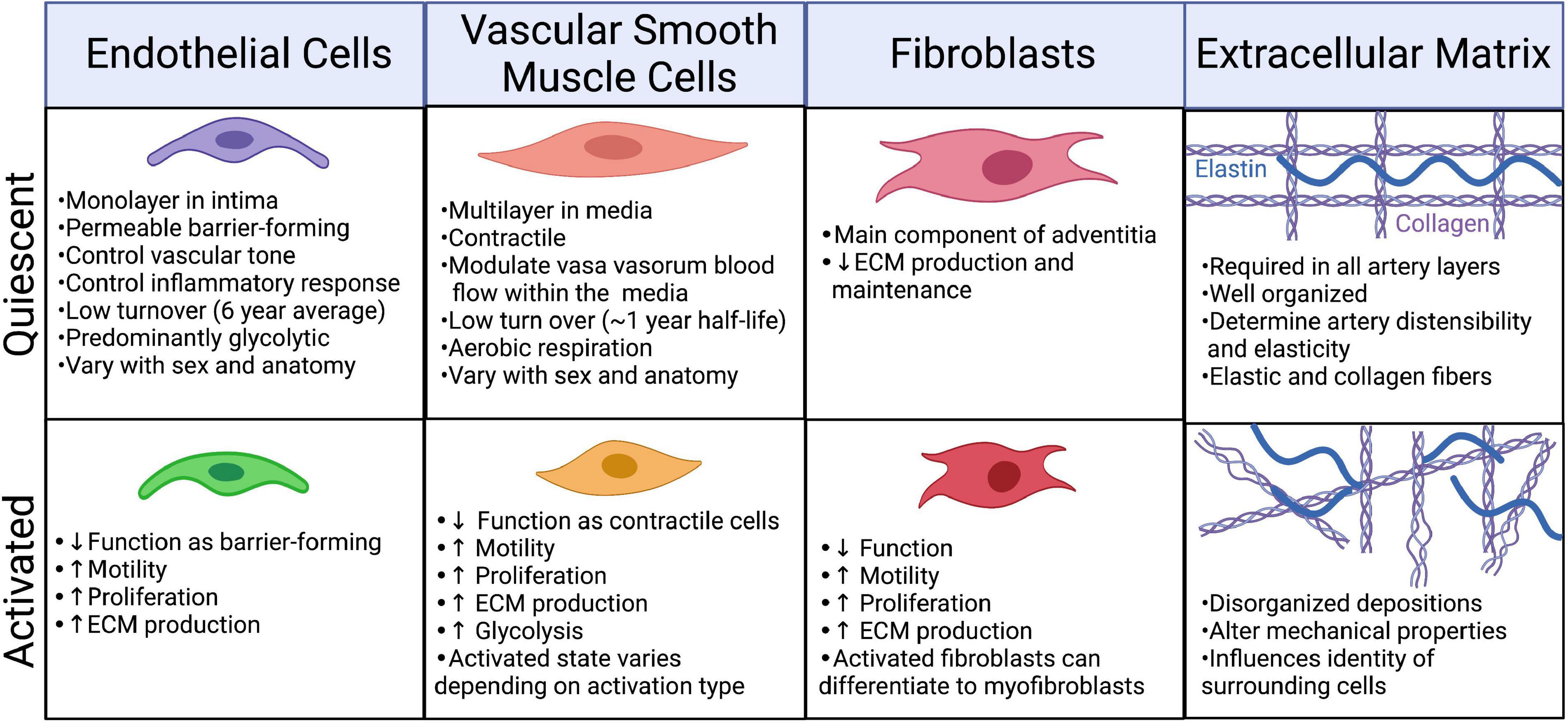 Increased Collagen Turnover Is a Feature of Fibromuscular