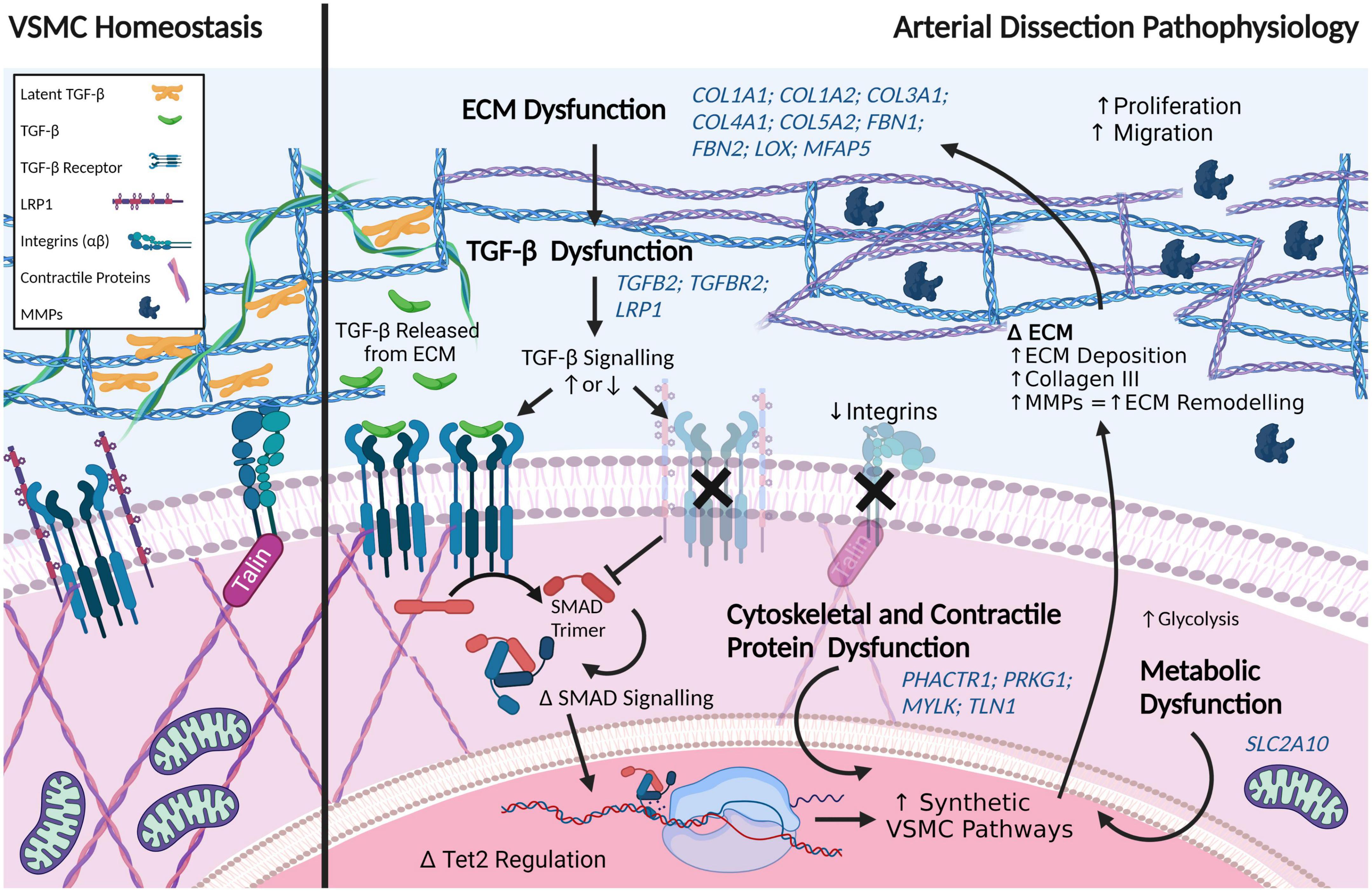 Increased Collagen Turnover Is a Feature of Fibromuscular