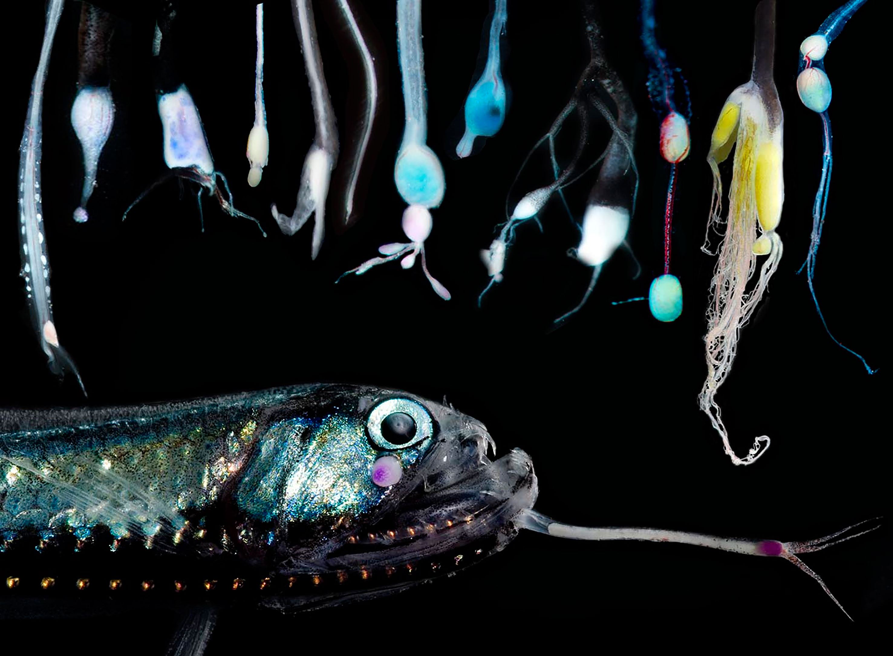 Frontiers  Ecomorphology of a predatory deep-sea fish family