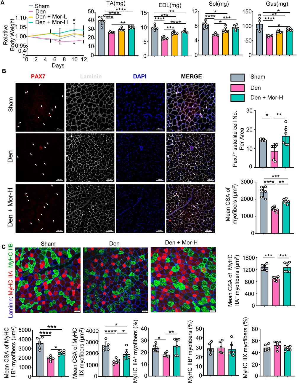 Frontiers | Morroniside ameliorates inflammatory skeletal muscle ...