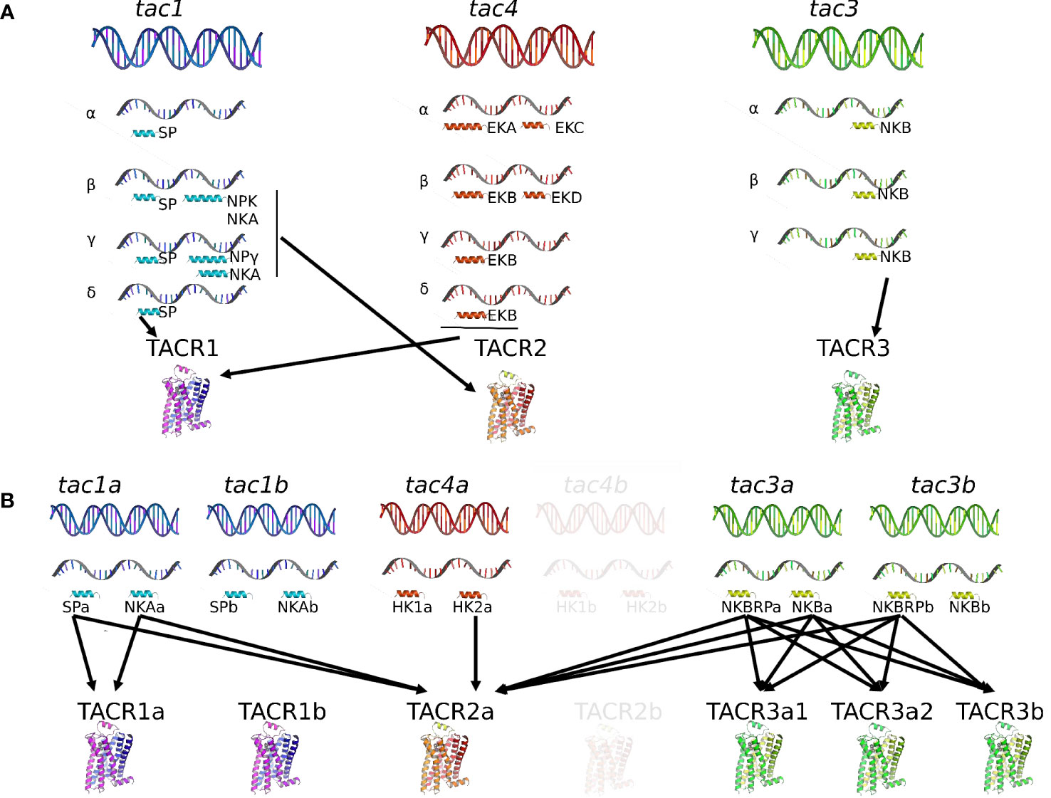 Frontiers  First generation of multifunctional peptides derived