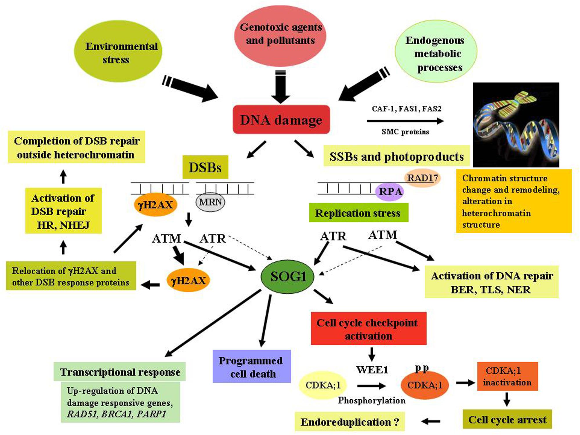 DNA Damage response. DNA Plant.