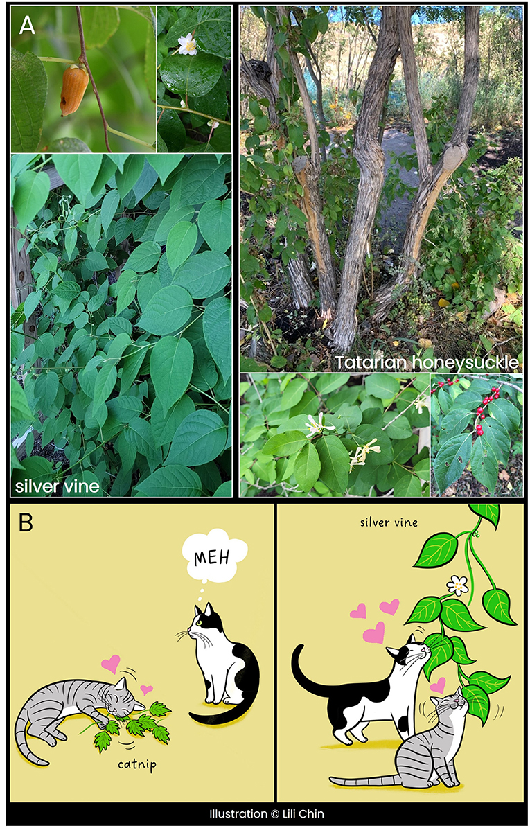 Figure 2 - (A) The cat-attracting plants silver vine (kiwifruit, flowers, and leaves) and Tatarian honeysuckle (wooden stems, leaves, flowers, and berries).