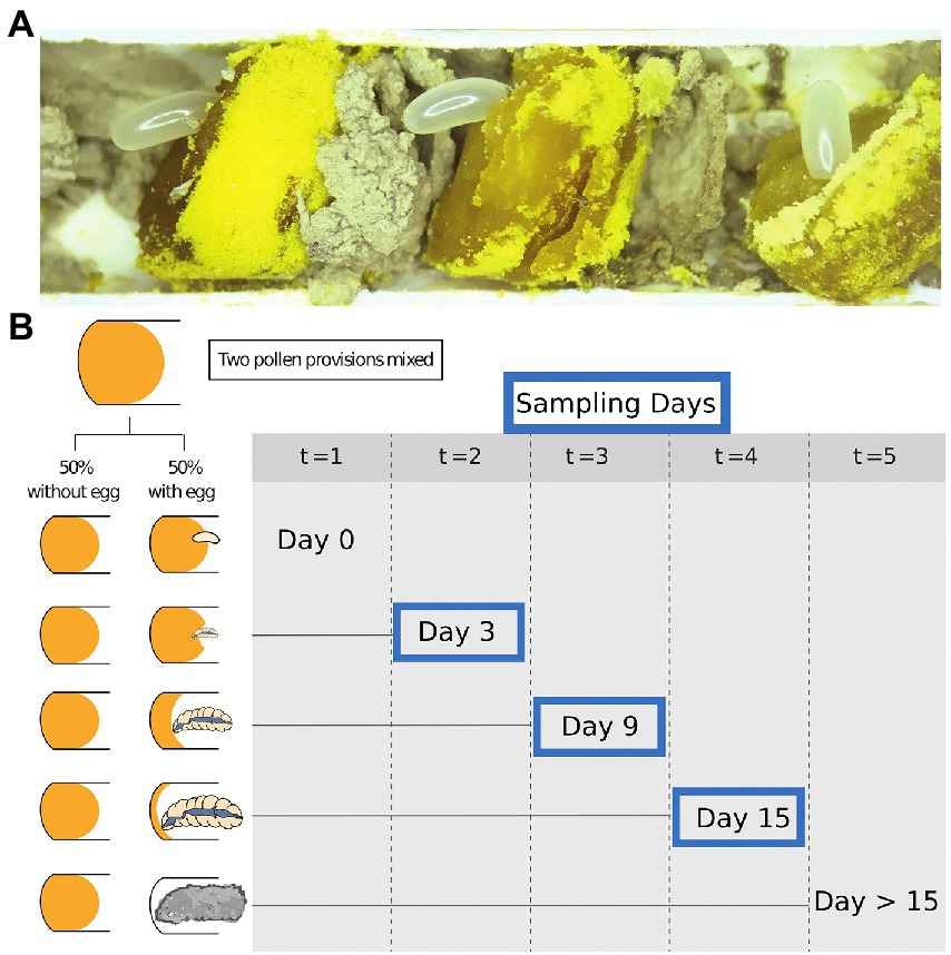 Maa Beta Ka Balatkar Sex Video - Frontiers | Solitary bee larvae modify bacterial diversity of pollen  provisions in the stem-nesting bee, Osmia cornifrons (Megachilidae)