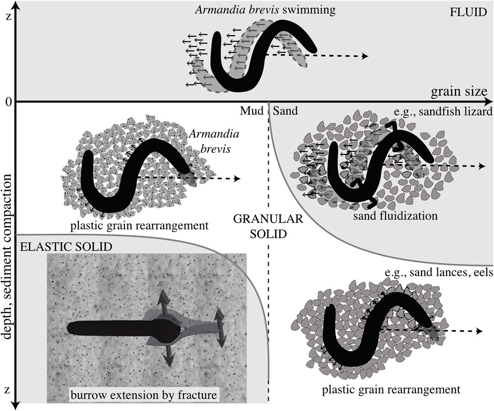 Frontiers  Fundamentals of burrowing in soft animals and robots