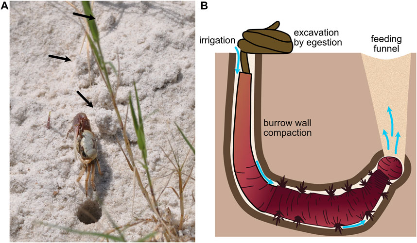 Frontiers  Fundamentals of burrowing in soft animals and robots