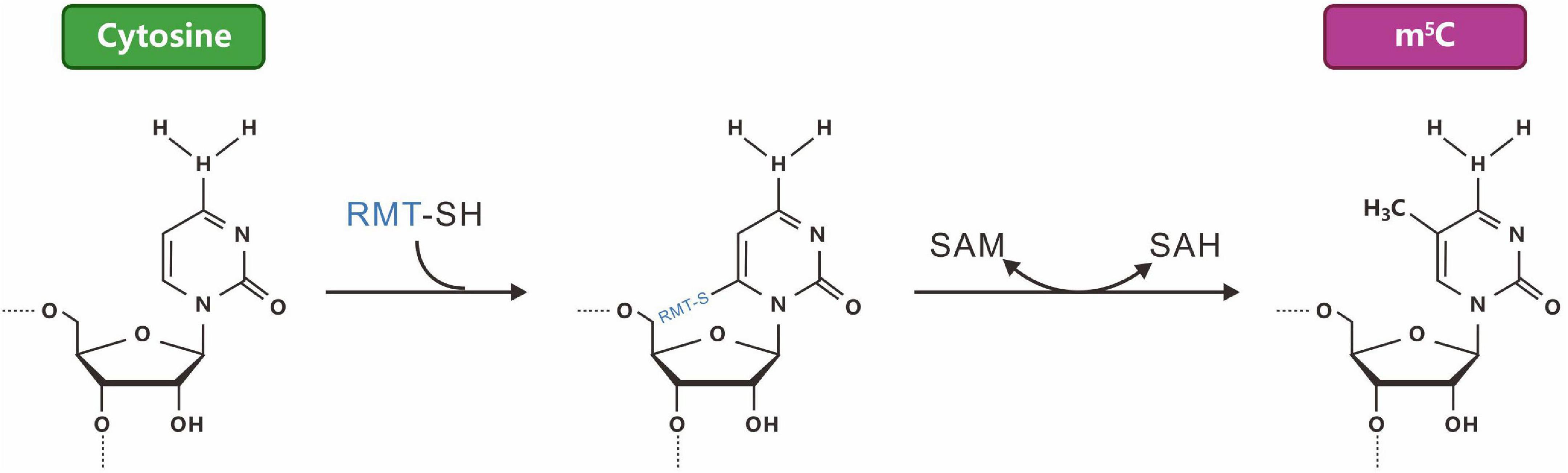 Frontiers Dynamic regulation and key roles of ribonucleic acid methylation image