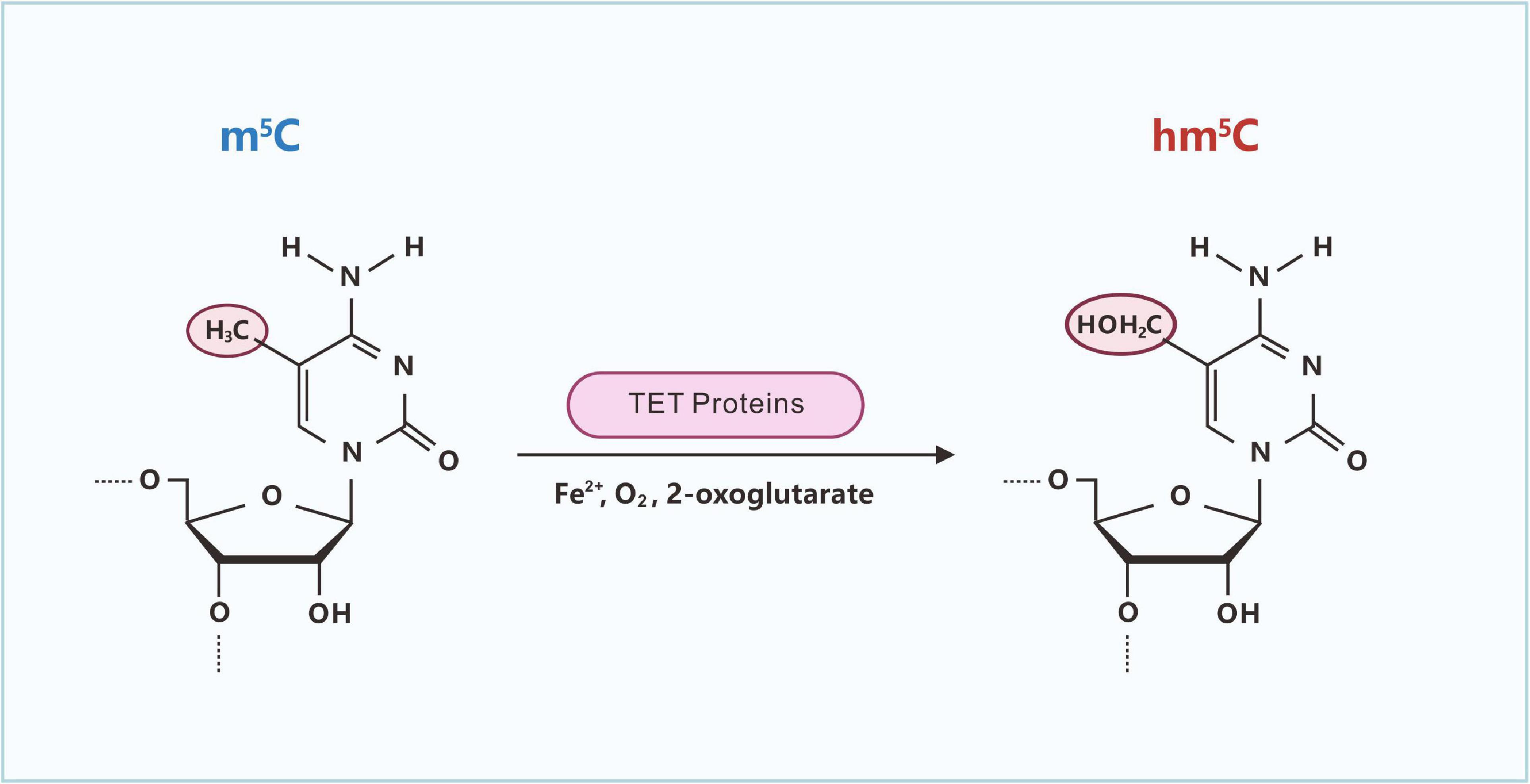 Frontiers Dynamic regulation and key roles of ribonucleic acid methylation