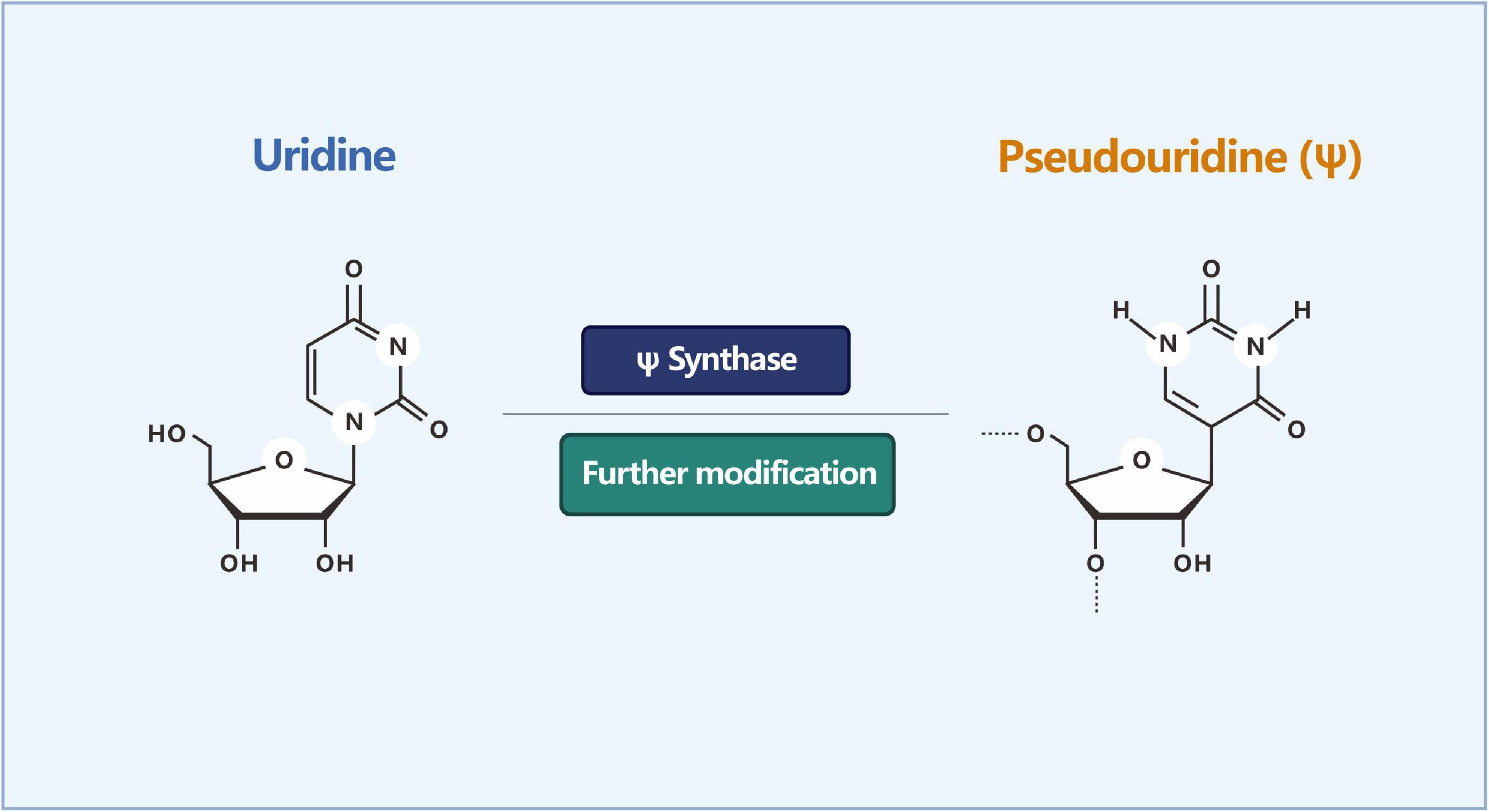 Frontiers Dynamic regulation and key roles of ribonucleic acid methylation