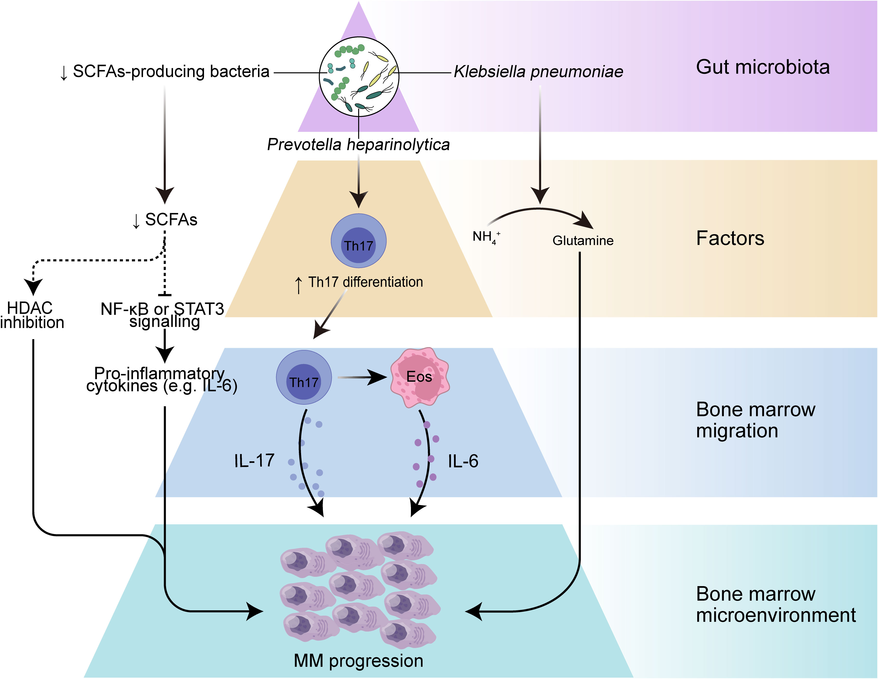 Frontiers  New Insights Into Microbiota Modulation-Based