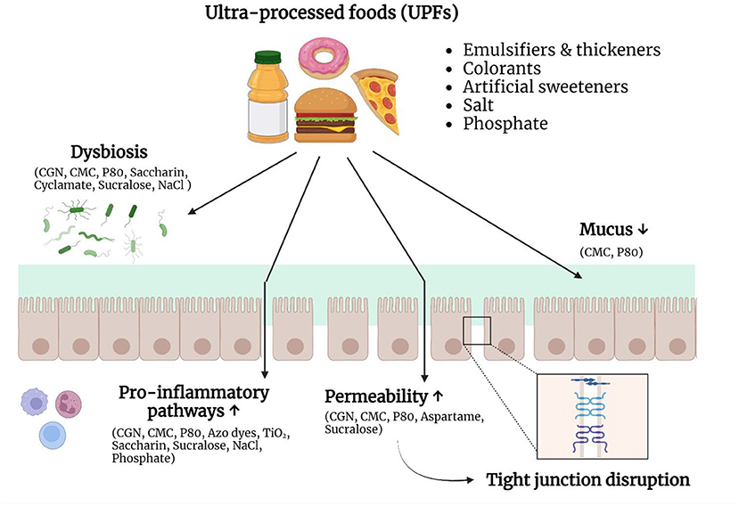 Frontiers | Ultra-processed foods as a possible culprit the of inflammatory bowel diseases