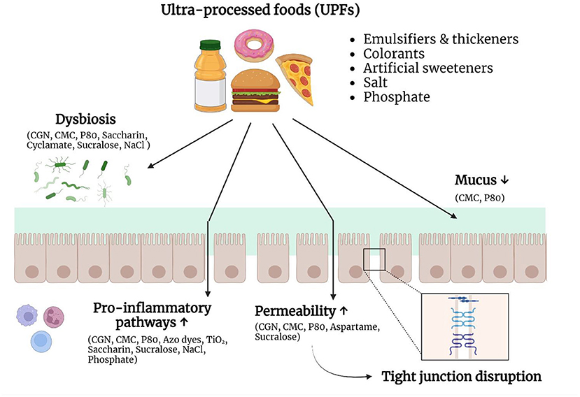 Frontiers  The Role of Carrageenan and Carboxymethylcellulose in the  Development of Intestinal Inflammation