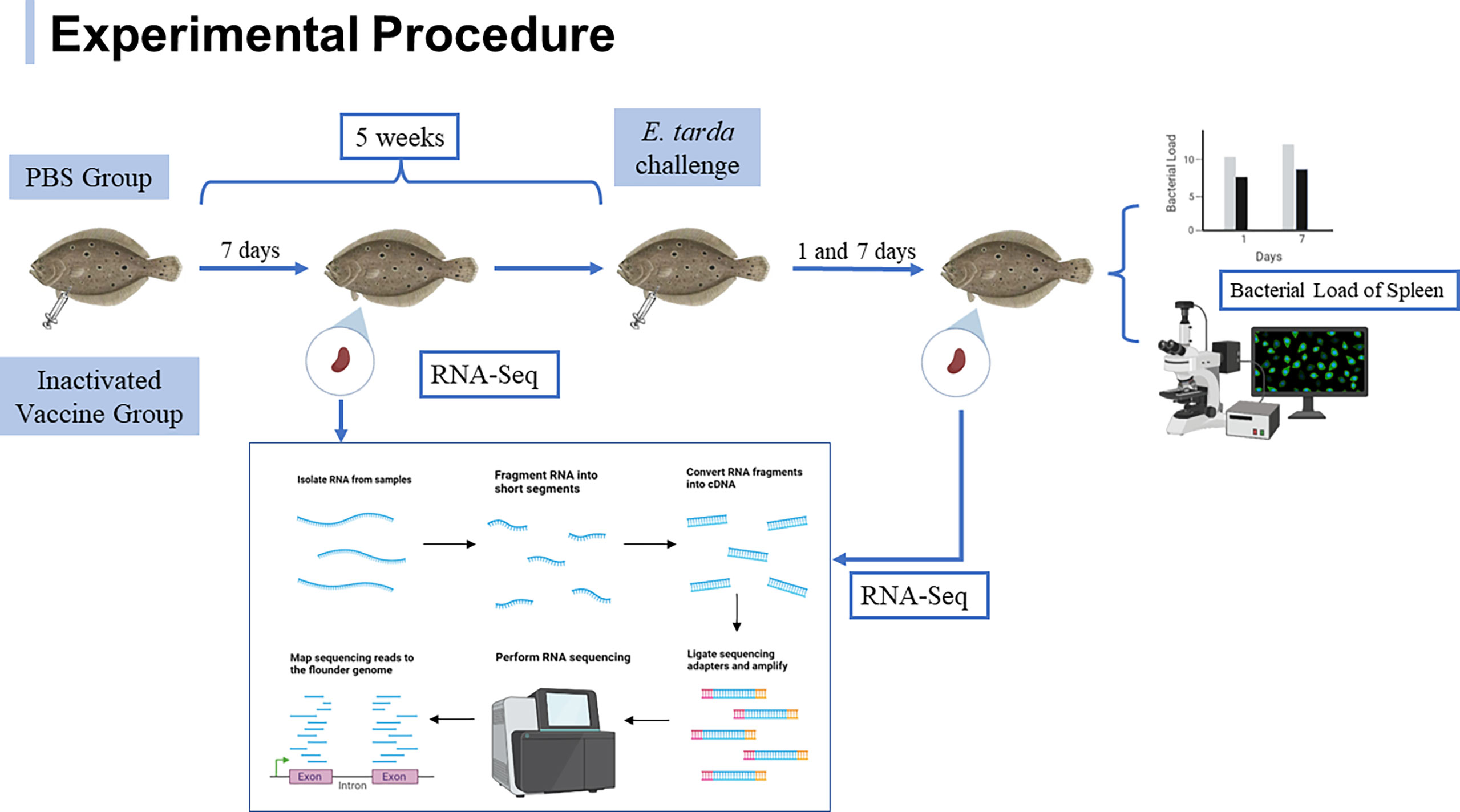 Frontiers  Splenic protection network revealed by transcriptome