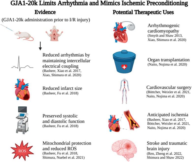 Frontiers | Internal translation of Gja1 (Connexin43) to produce GJA1 ...