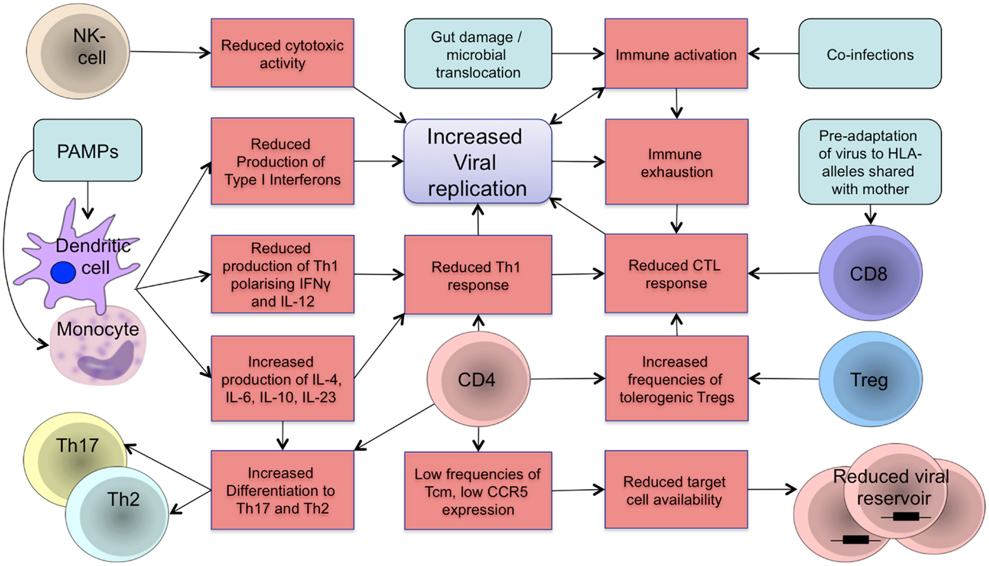 Frontiers | Immunity to HIV in Early Life | Immunology