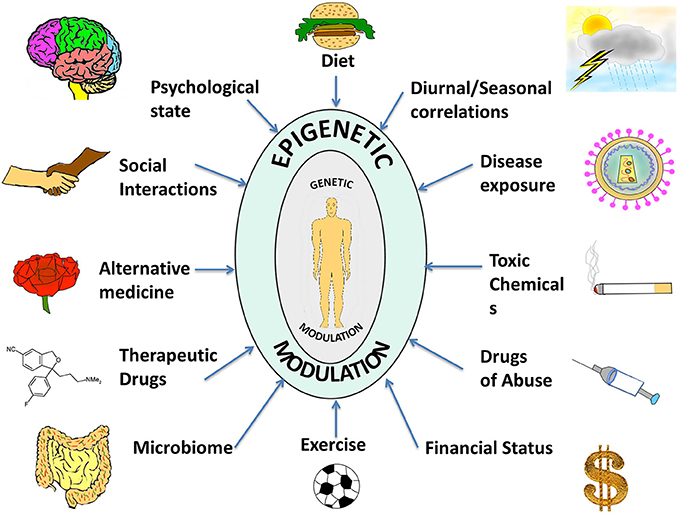 Frontiers | Epigenetics across the human lifespan | Cell and