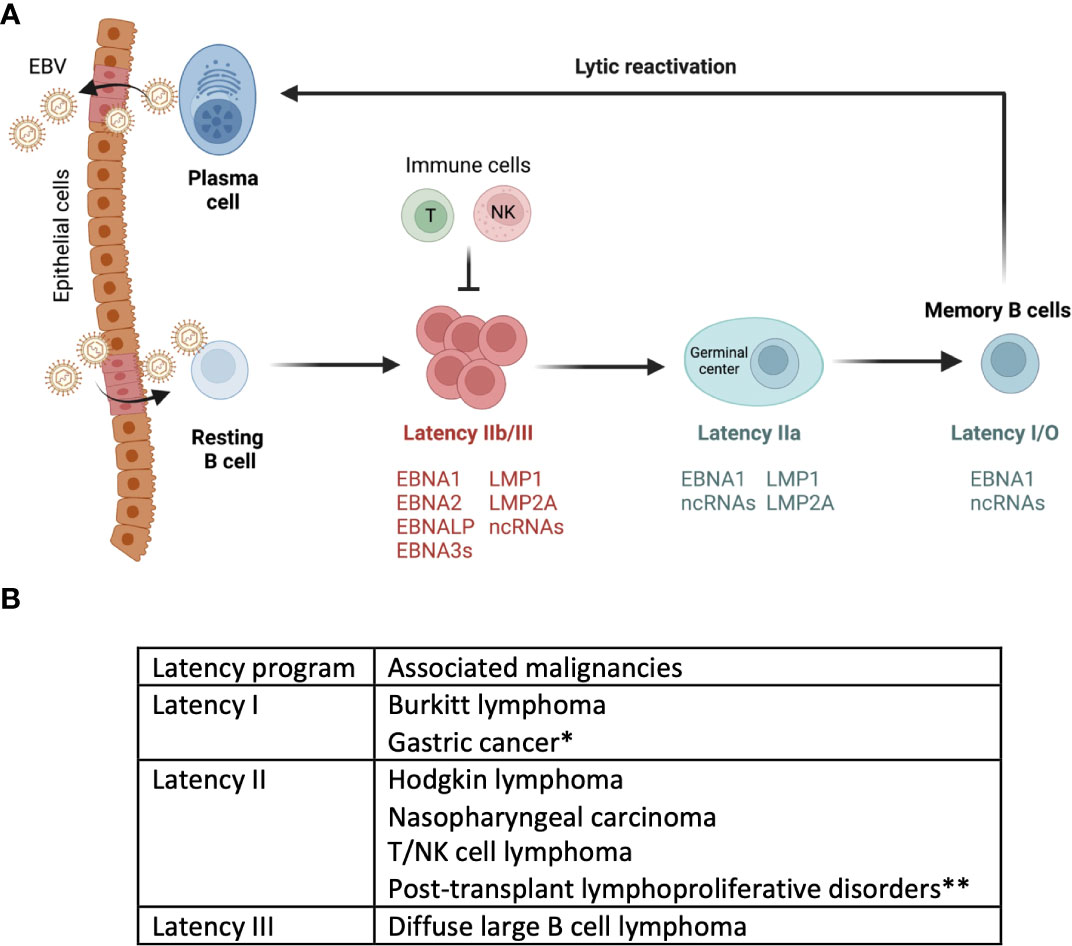 Frontiers EBV-associated diseases Current therapeutics and emerging technologies