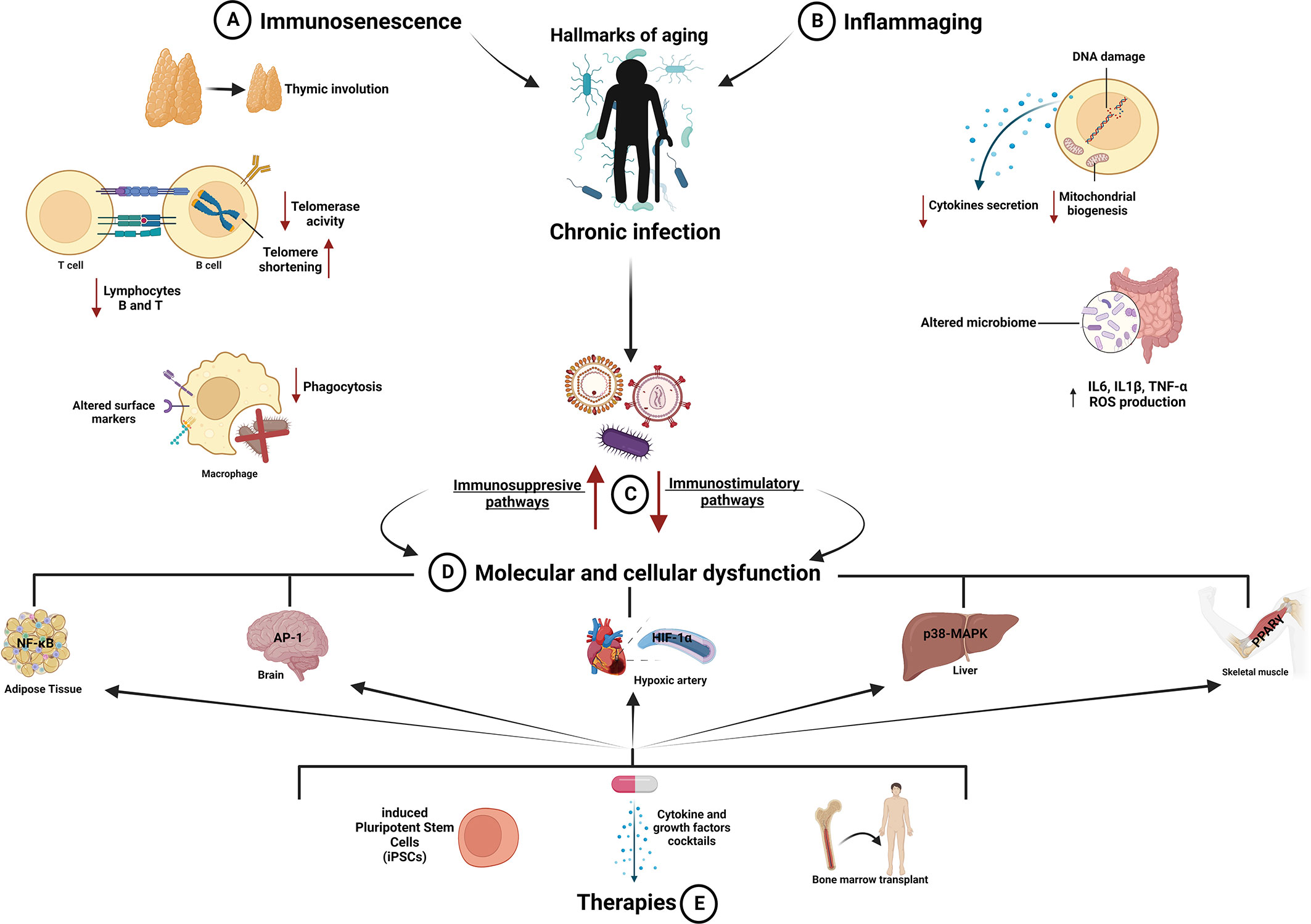 Frontiers  Inflammation and immune cell abnormalities in