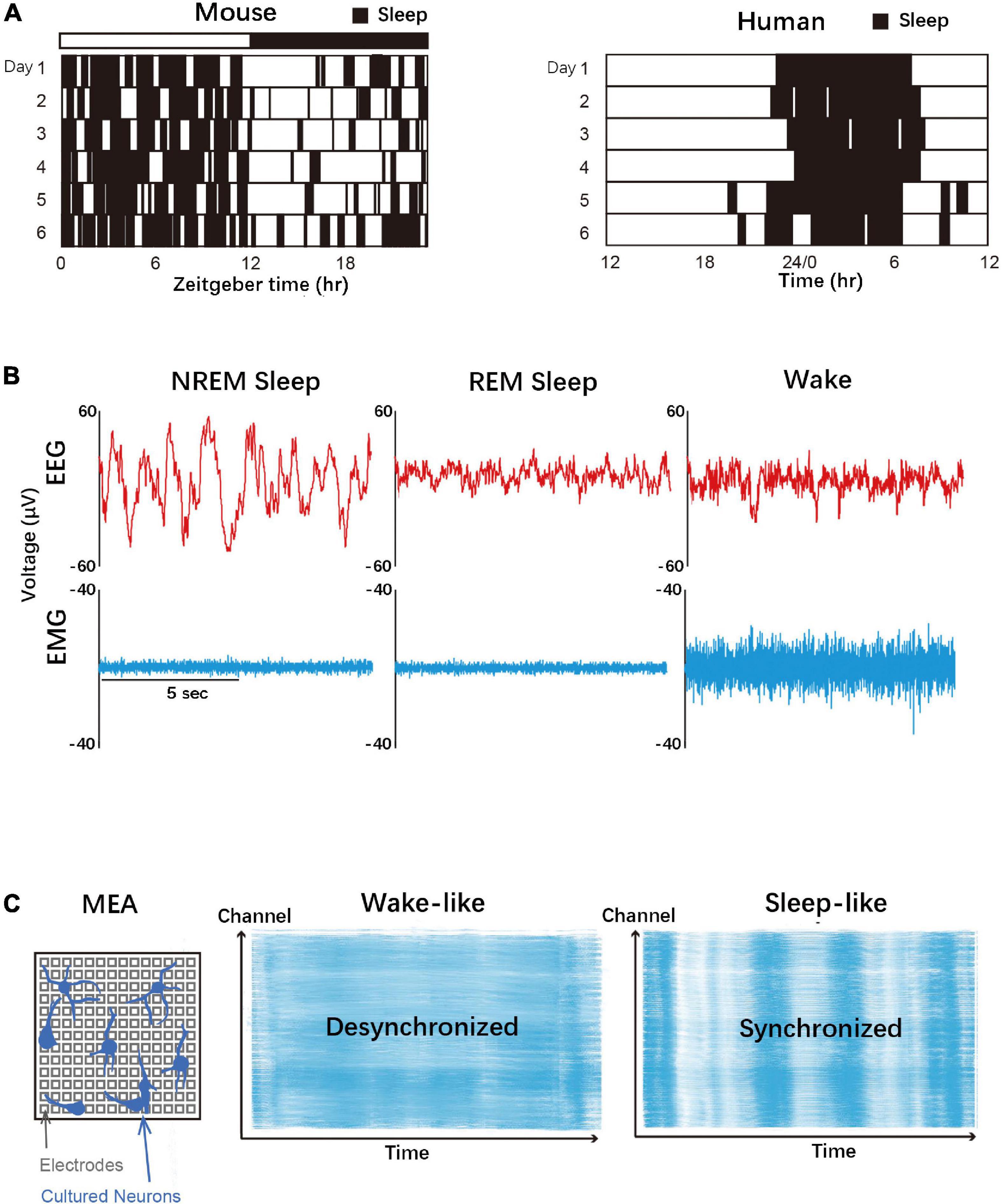 Calcium and sleep quality