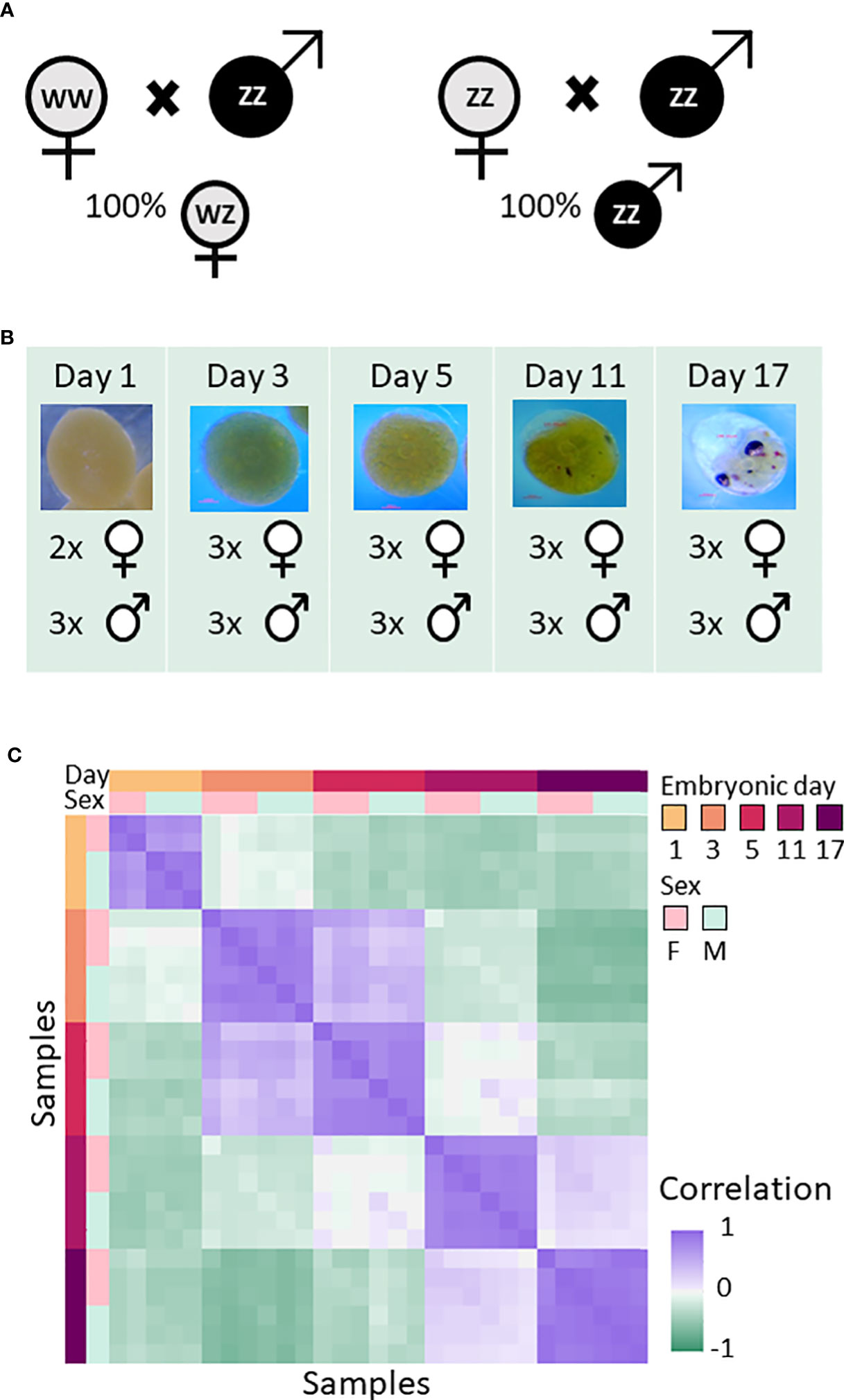 Scientists Confirm Facultative Parthenogenesis in Smithsonian's