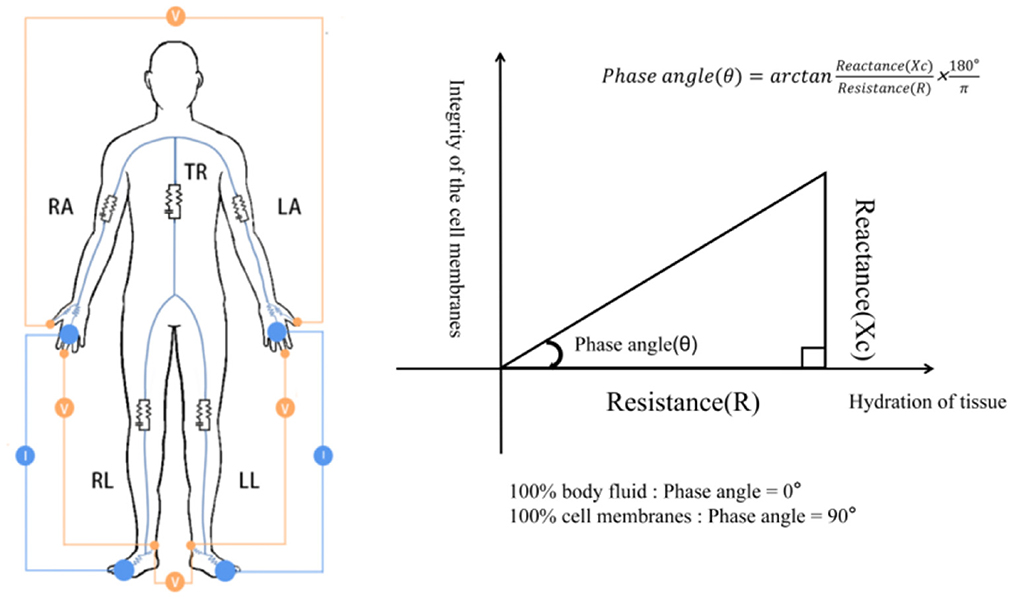 Bioelectrical Impedance Analysis: Definition and Tips
