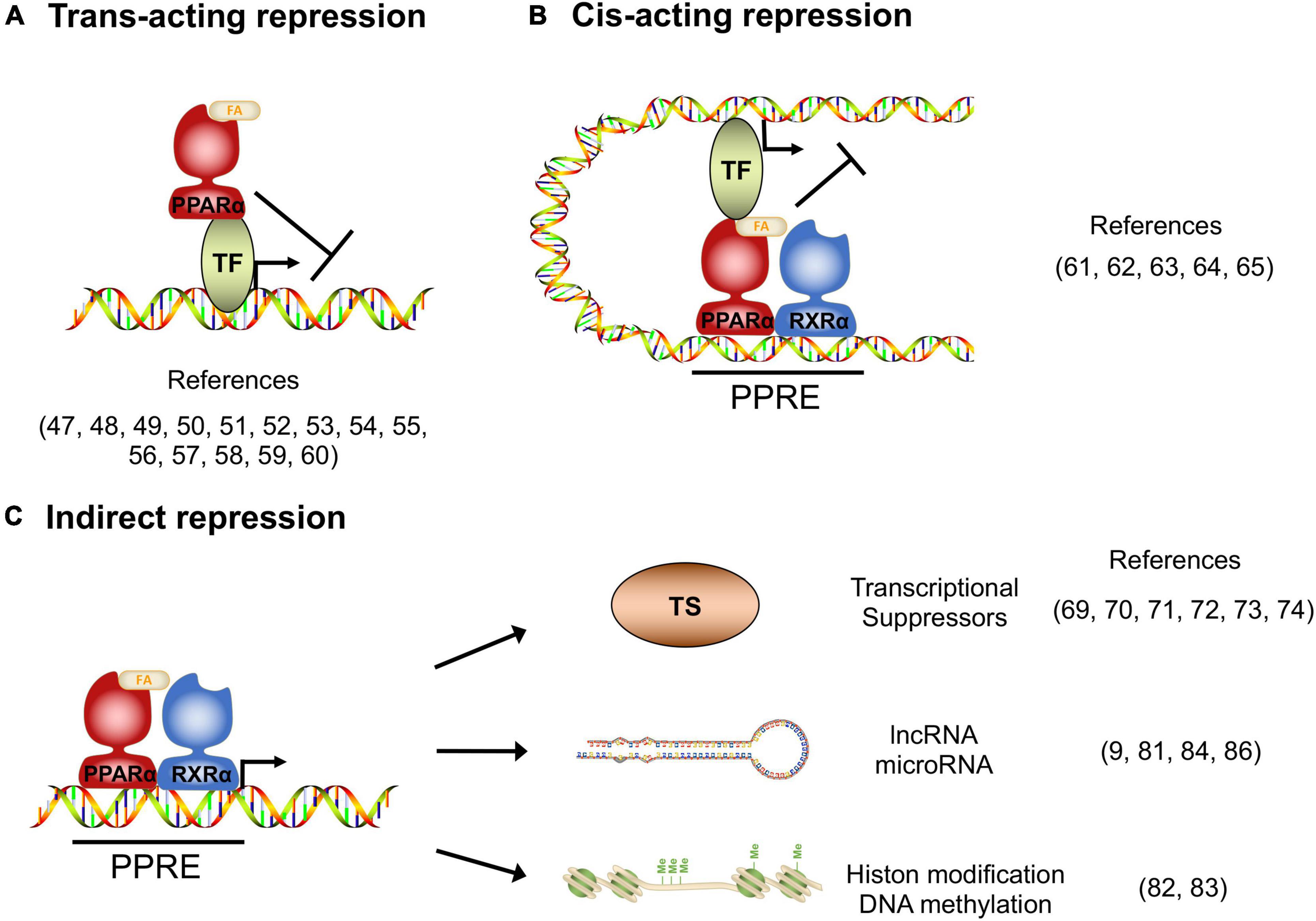 Activation of peroxisome proliferator‐activated receptor‐γ downregulates  soluble epoxide hydrolase in cardiomyocytes - Pang - 2011 - Clinical and  Experimental Pharmacology and Physiology - Wiley Online Library