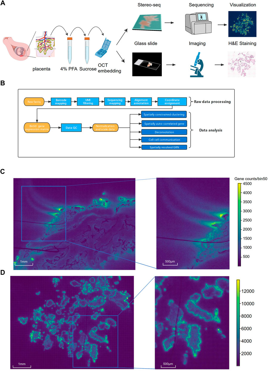 Spatiotemporal transcriptomic maps of whole mouse embryos at the
