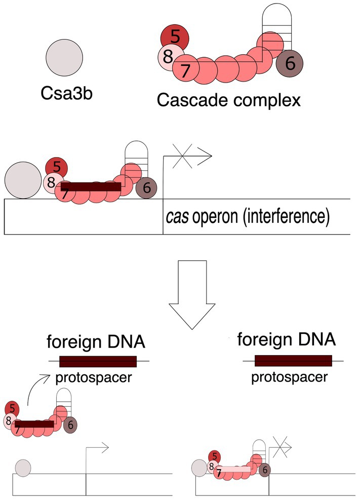 www.frontiersin.org