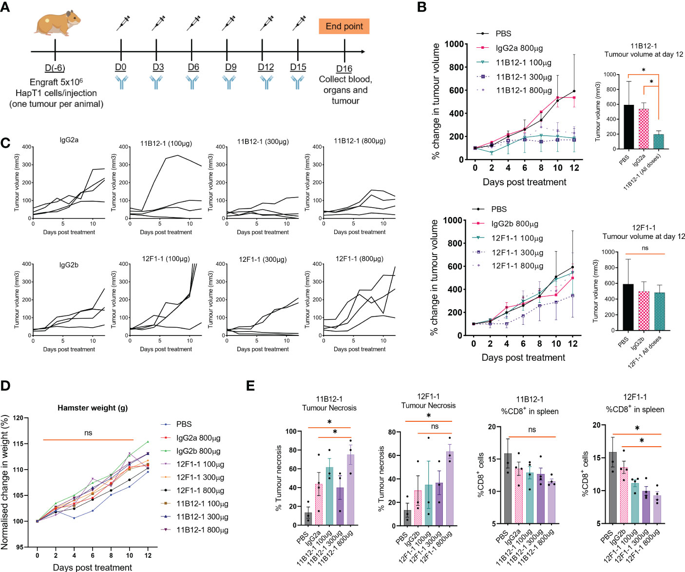 Frontiers  Syrian hamster as an ideal animal model for evaluation of  cancer immunotherapy