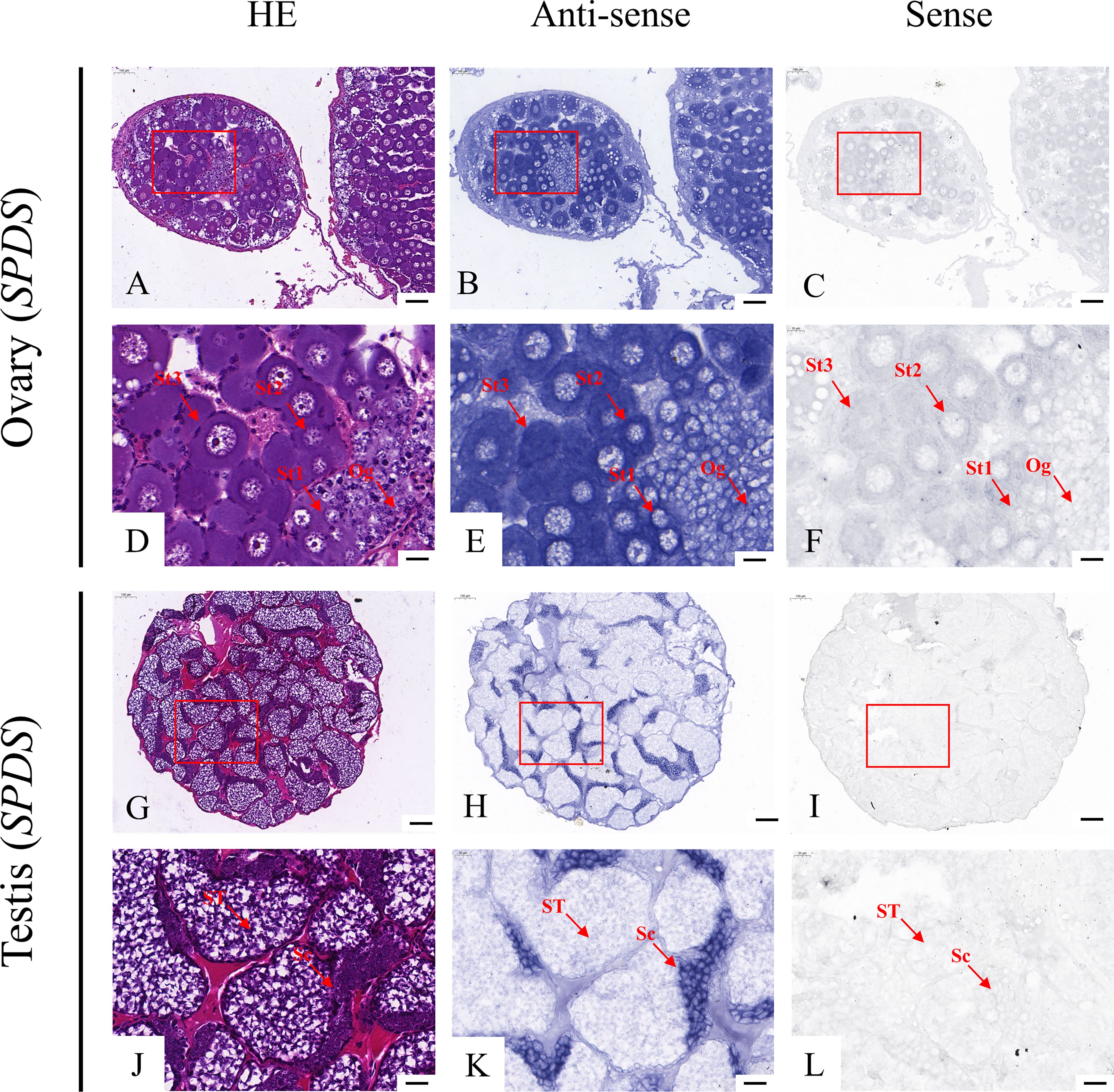 Frontiers | Transcriptome analysis of gonads and brain of giant 